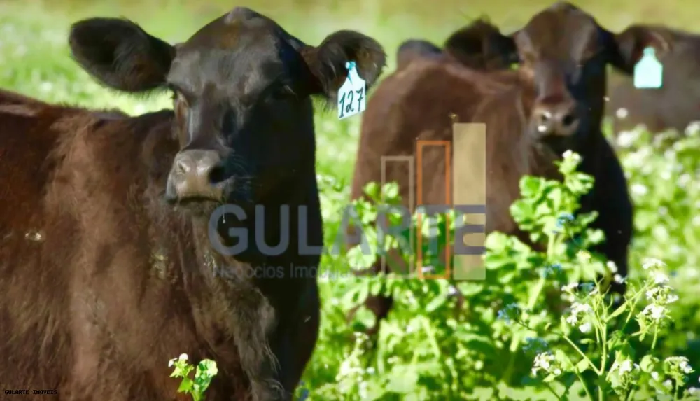 Fazenda, 692 hectares - Foto 7