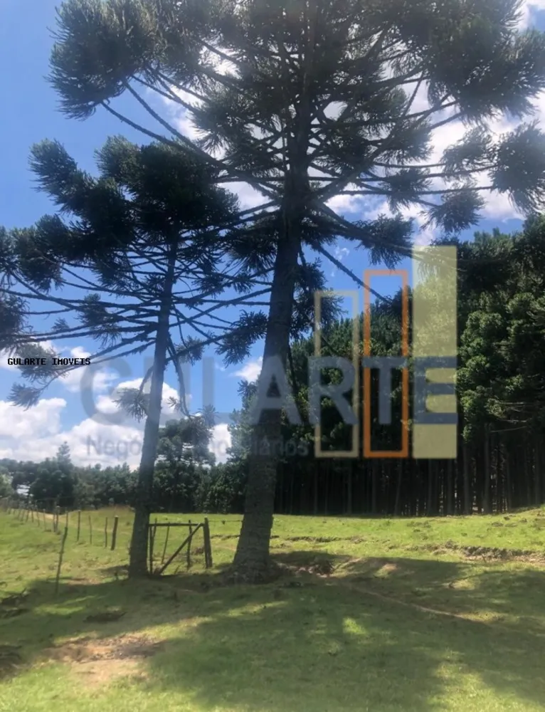 Fazenda, 715 hectares - Foto 7