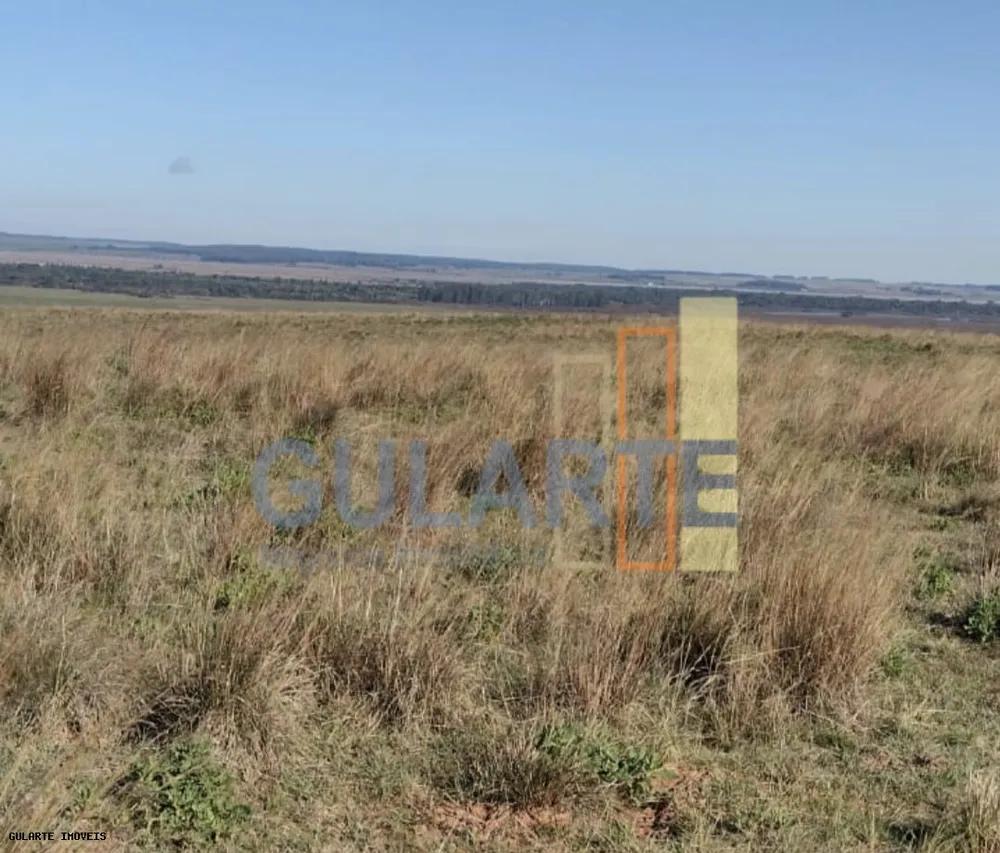 Fazenda, 446 hectares - Foto 12