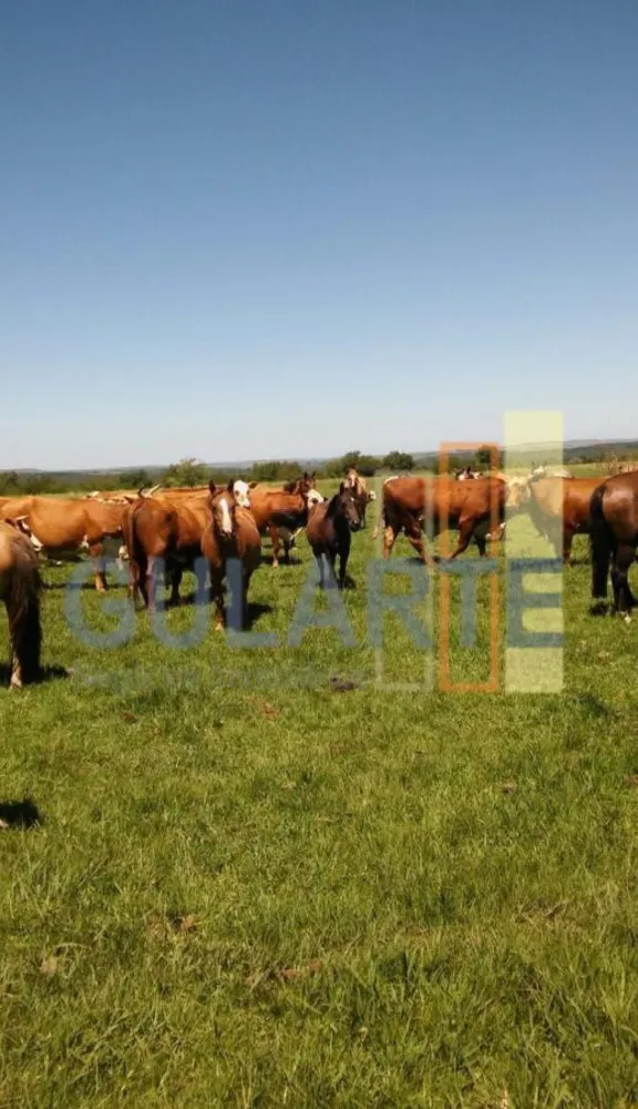 Fazenda, 372 hectares - Foto 8