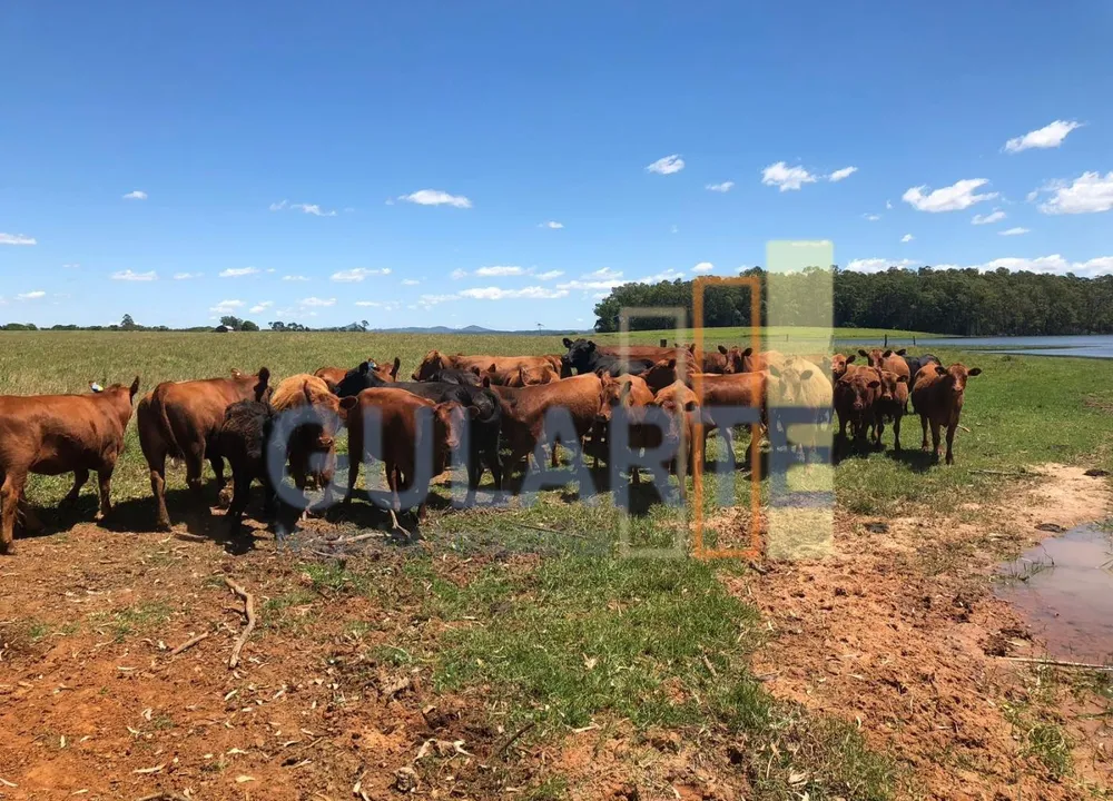 Fazenda, 372 hectares - Foto 7