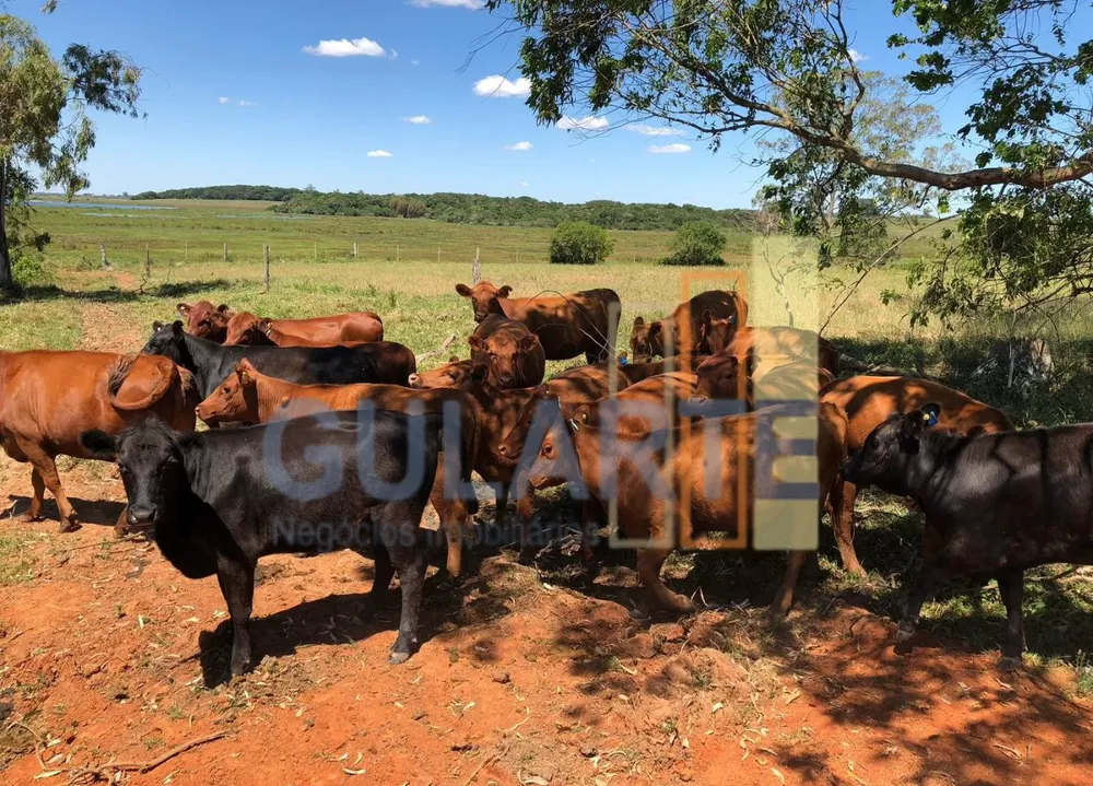 Fazenda, 372 hectares - Foto 6