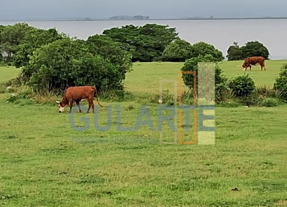 Fazenda, 1000 hectares - Foto 1
