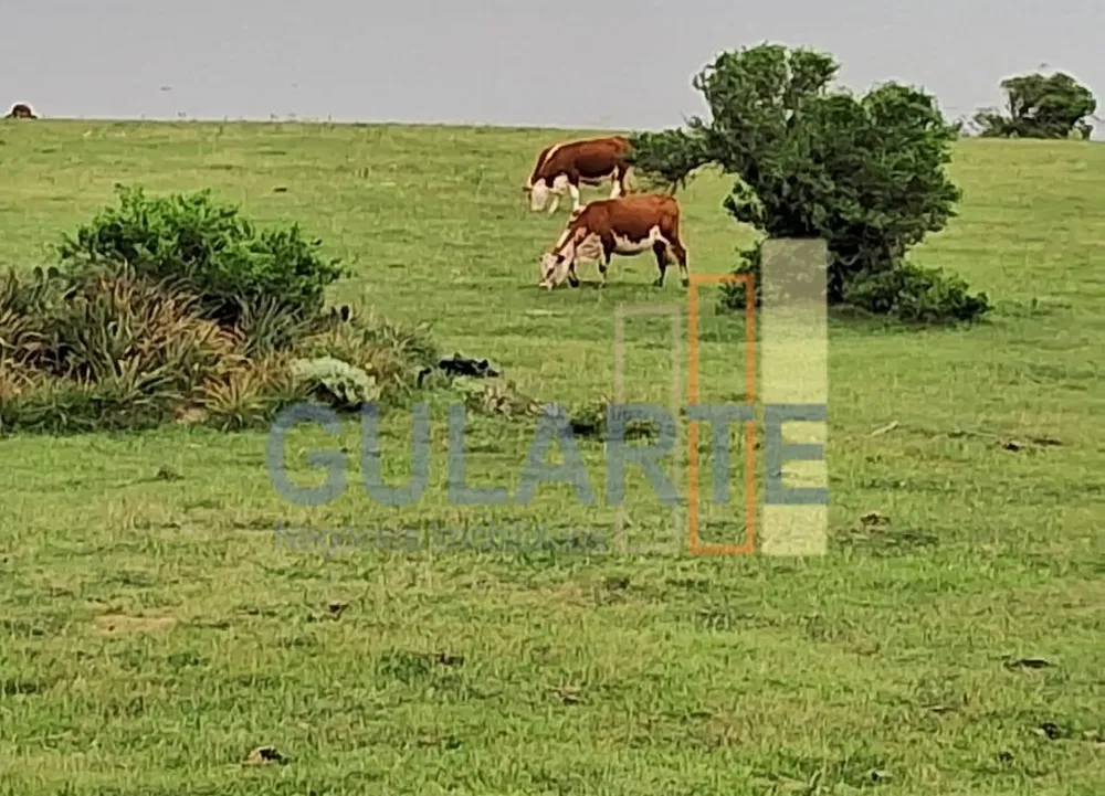 Fazenda, 1000 hectares - Foto 3
