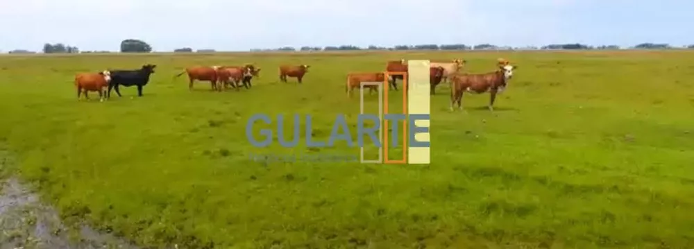 Fazenda, 1450 hectares - Foto 2