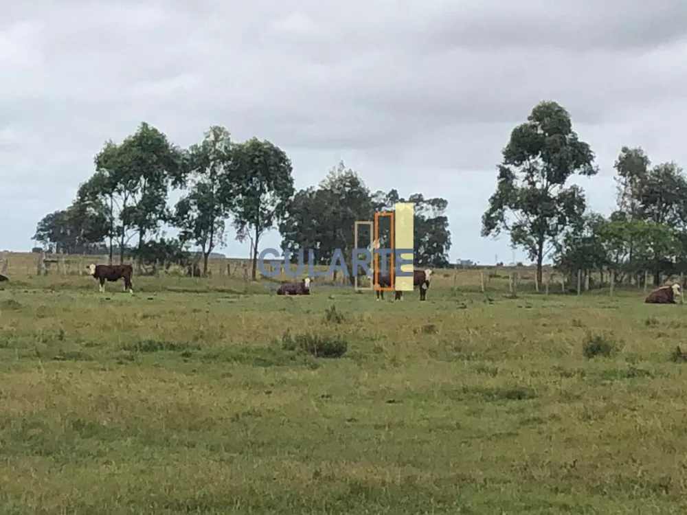 Fazenda, 1450 hectares - Foto 3
