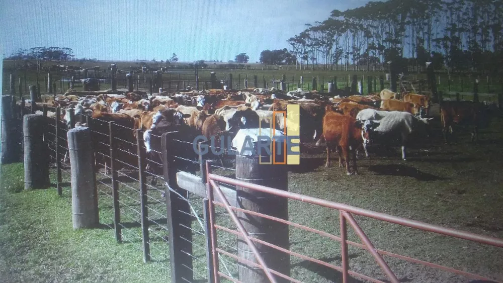 Fazenda, 1450 hectares - Foto 1