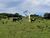 Fazenda, 160 hectares - Foto 4