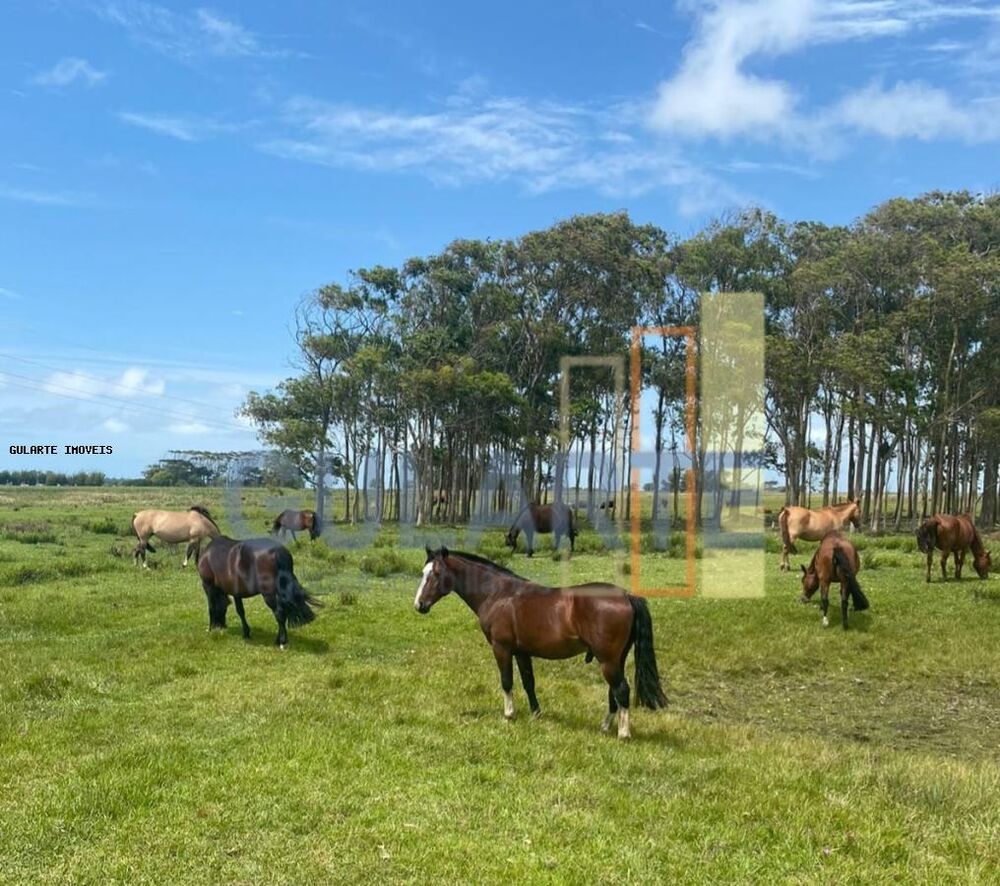 Fazenda à venda, 1079m² - Foto 4