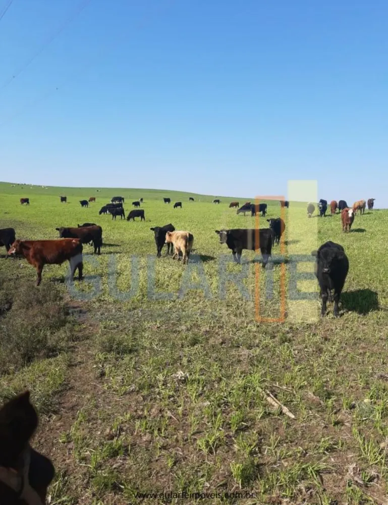 Fazenda, 181 hectares - Foto 8