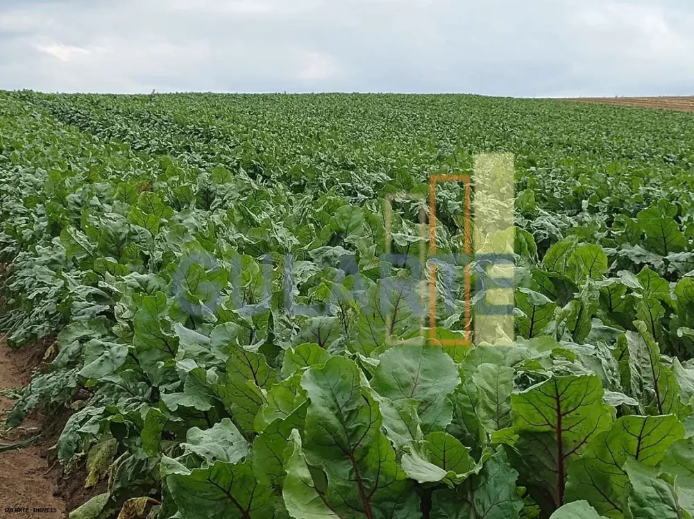 Fazenda, 196 hectares - Foto 10