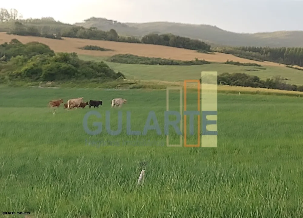 Fazenda, 196 hectares - Foto 4