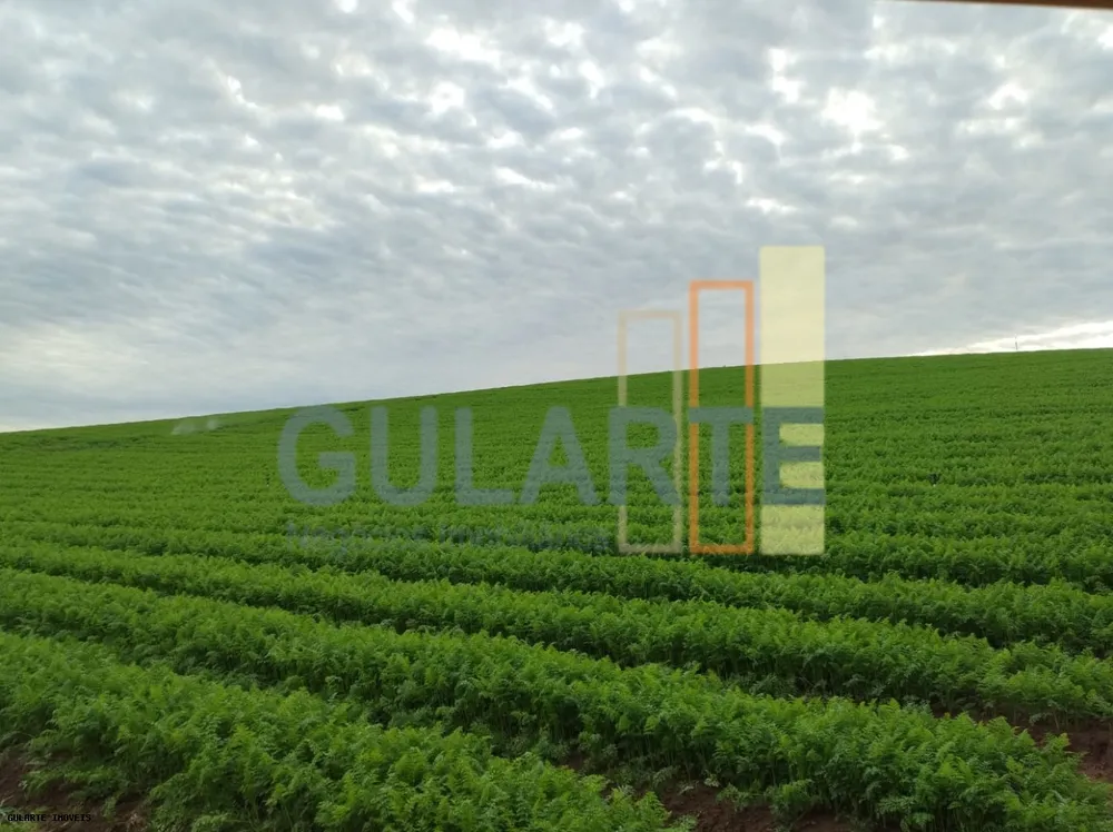 Fazenda, 196 hectares - Foto 7