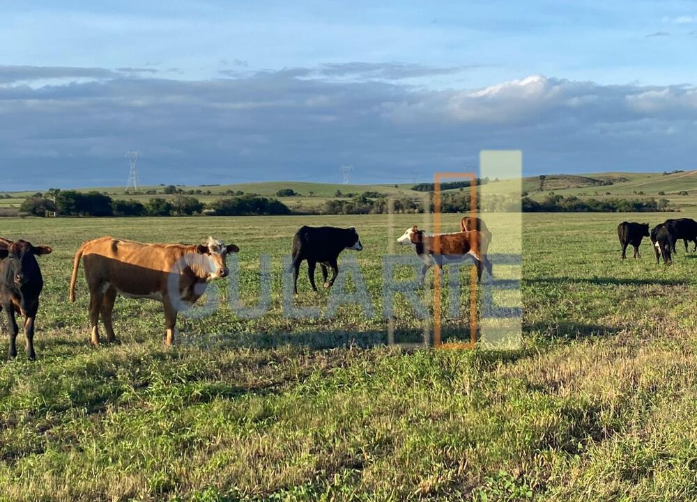 Fazenda-Sítio-Chácara, 440 hectares - Foto 12