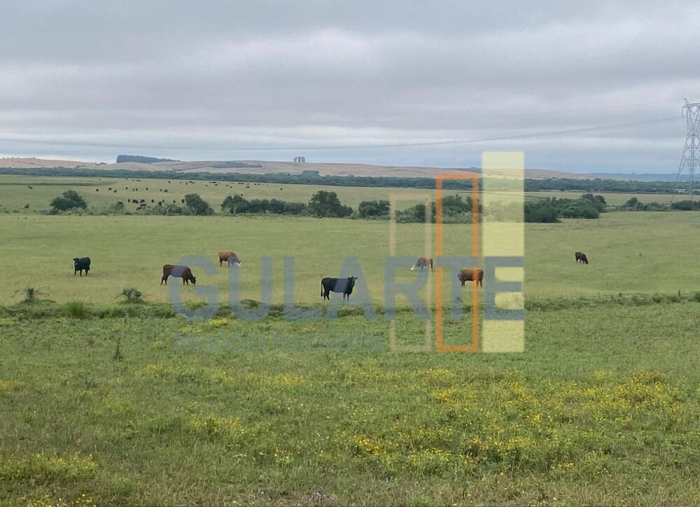 Fazenda-Sítio-Chácara, 440 hectares - Foto 4