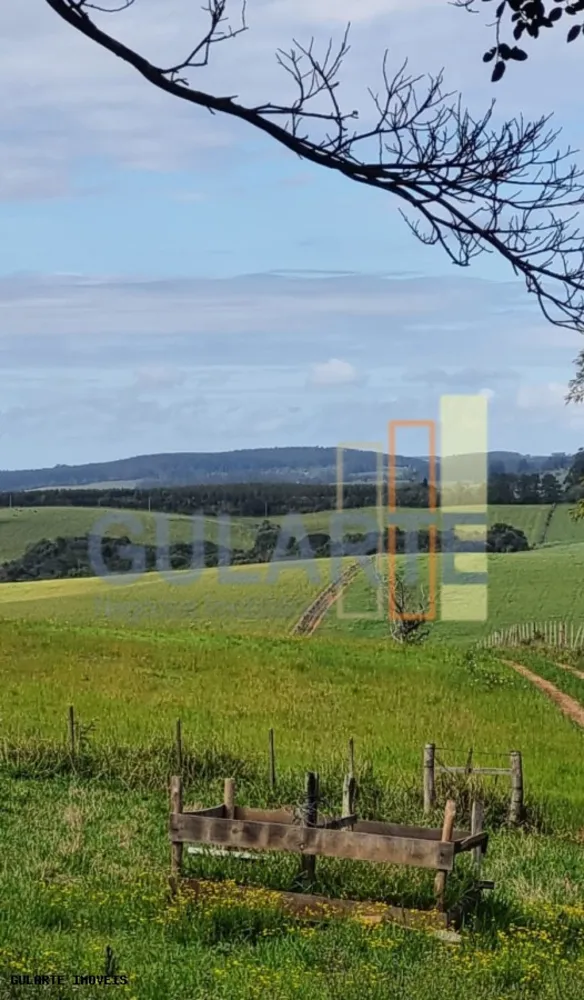 Sítio, 63 hectares - Foto 4