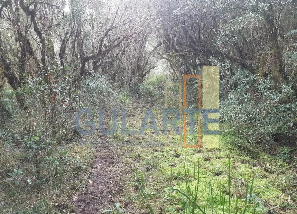 Fazenda, 20 hectares - Foto 10