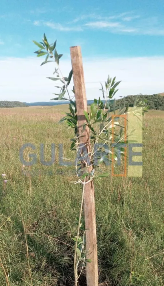 Fazenda, 20 hectares - Foto 22