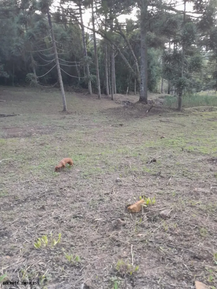 Terreno, 14 hectares - Foto 12