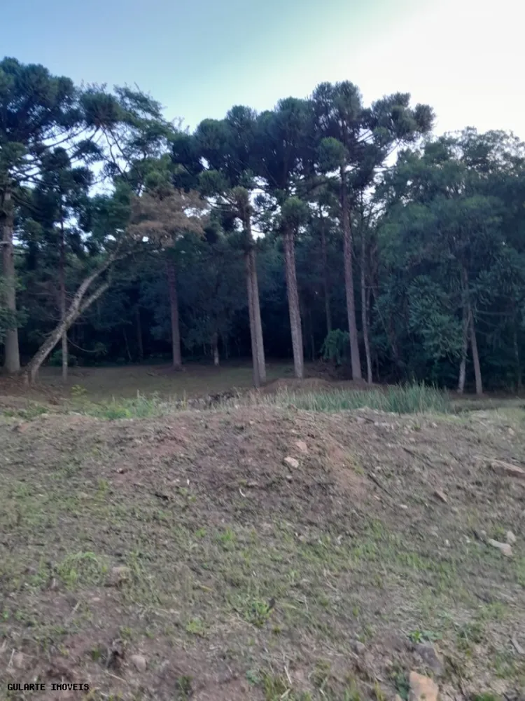 Terreno, 14 hectares - Foto 11