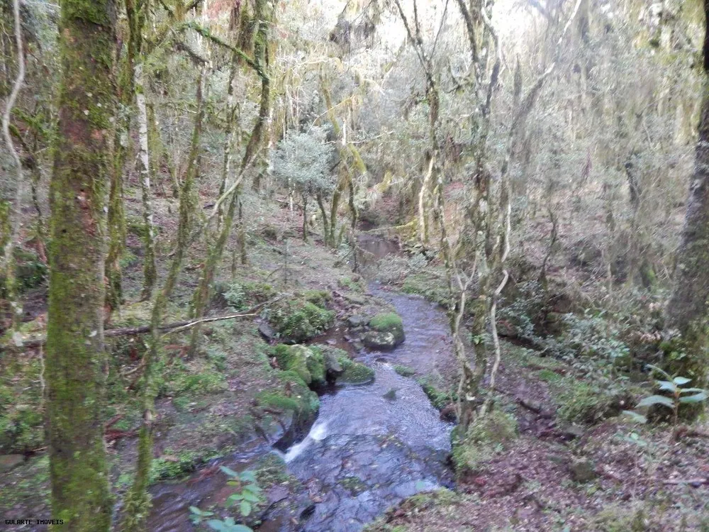 Terreno, 12 hectares - Foto 8