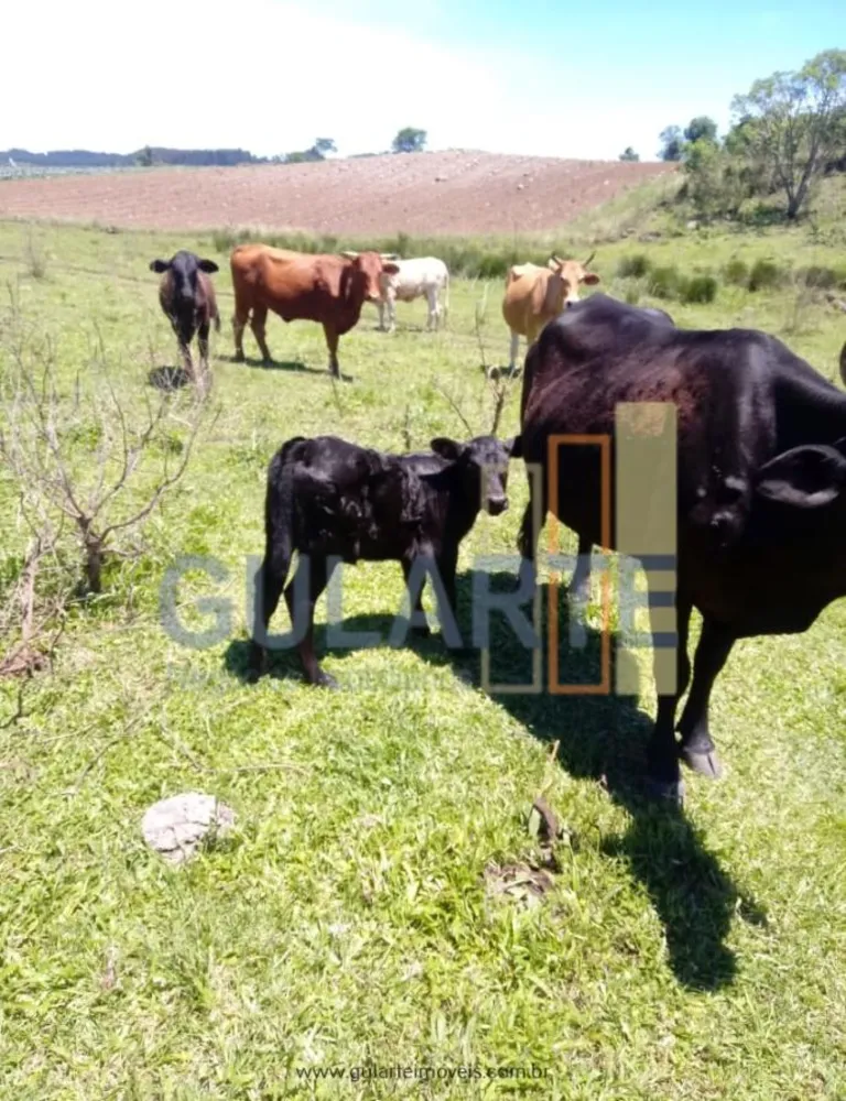 Fazenda, 34 hectares - Foto 8