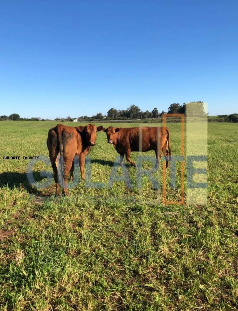 Fazenda, 330 hectares - Foto 6