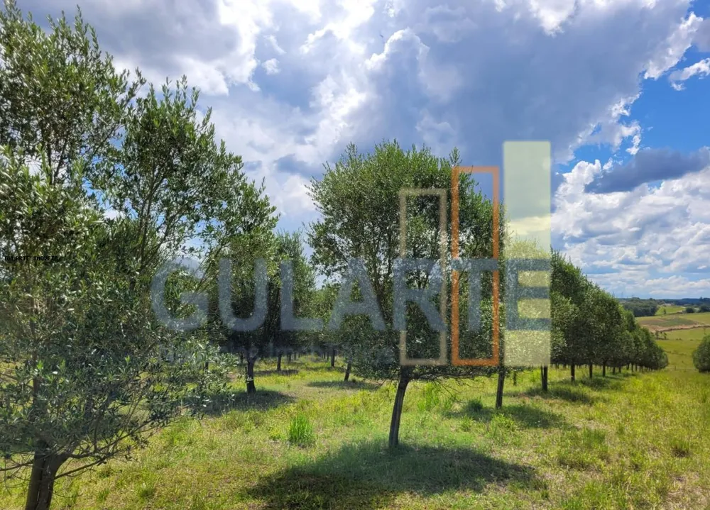 Fazenda, 59 hectares - Foto 7