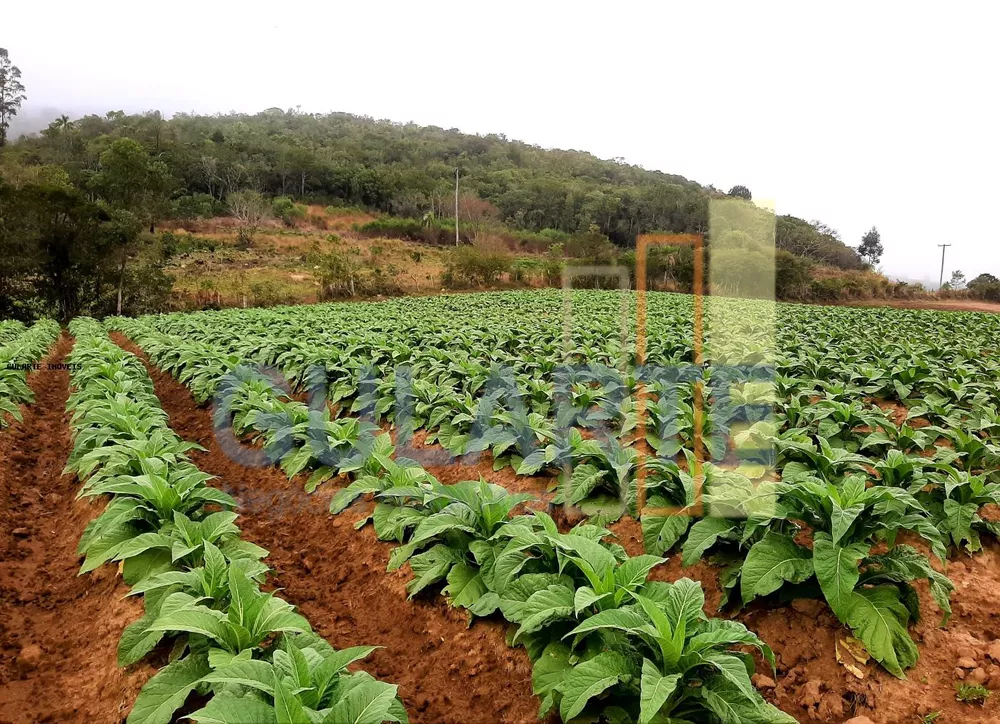 Sítio, 12 hectares - Foto 10