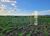 Fazenda-Sítio-Chácara, 320 hectares - Foto 2