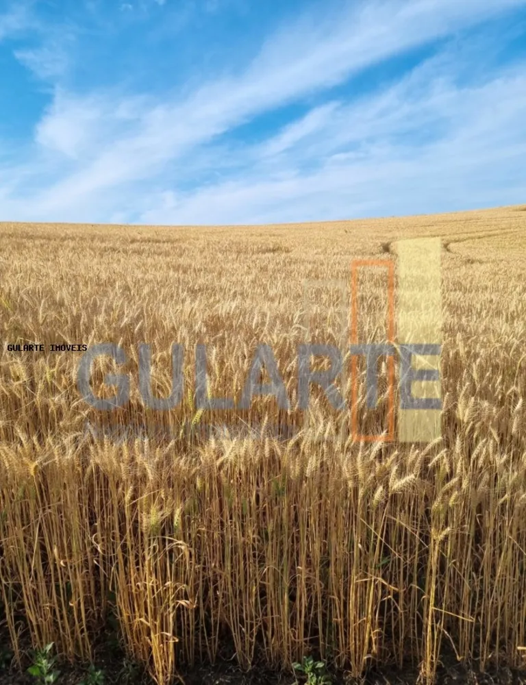 Fazenda, 517 hectares - Foto 4