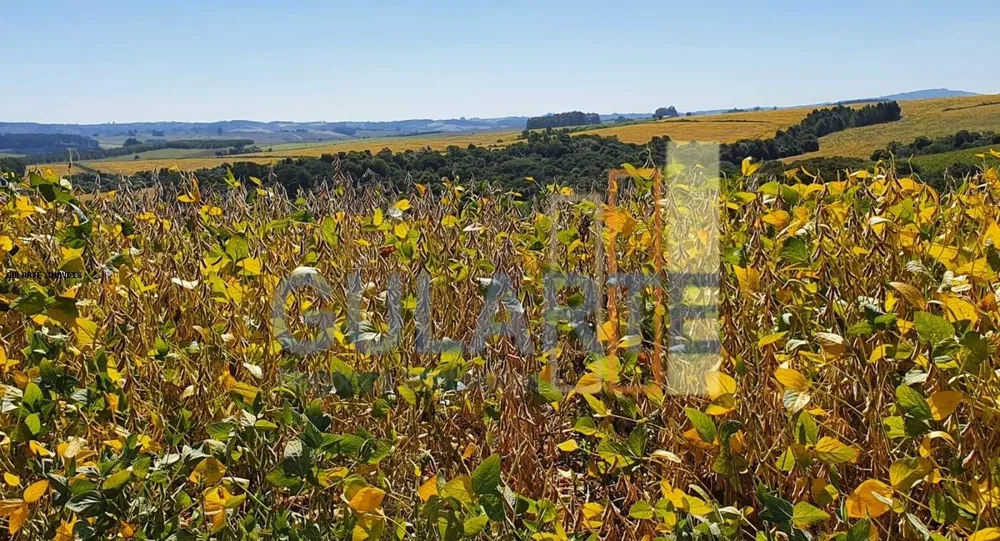 Fazenda, 517 hectares - Foto 5