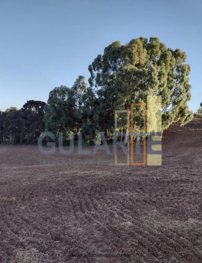Sítio, 13 hectares - Foto 14