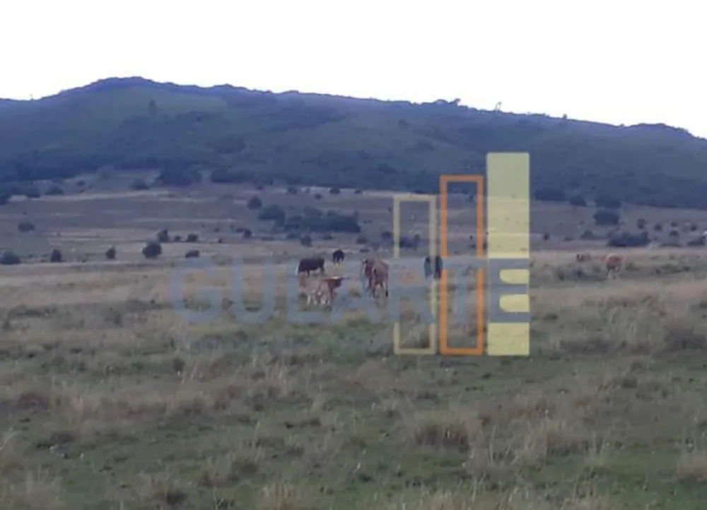 Fazenda, 903 hectares - Foto 7