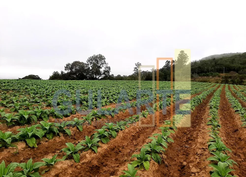 Sítio, 12 hectares - Foto 4