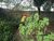 Terreno, 475 m² - Foto 2