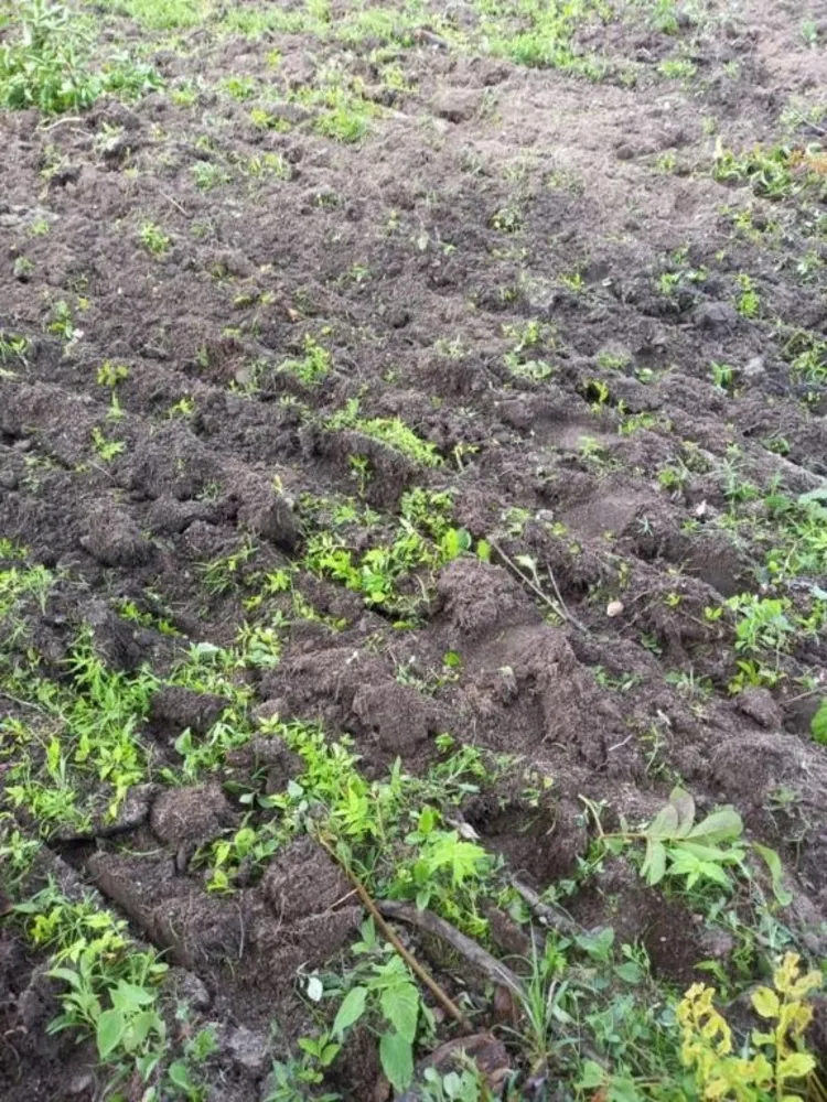 Fazenda, 4122 hectares - Foto 1