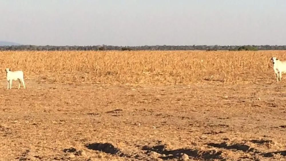 Fazenda, 35000 hectares - Foto 2