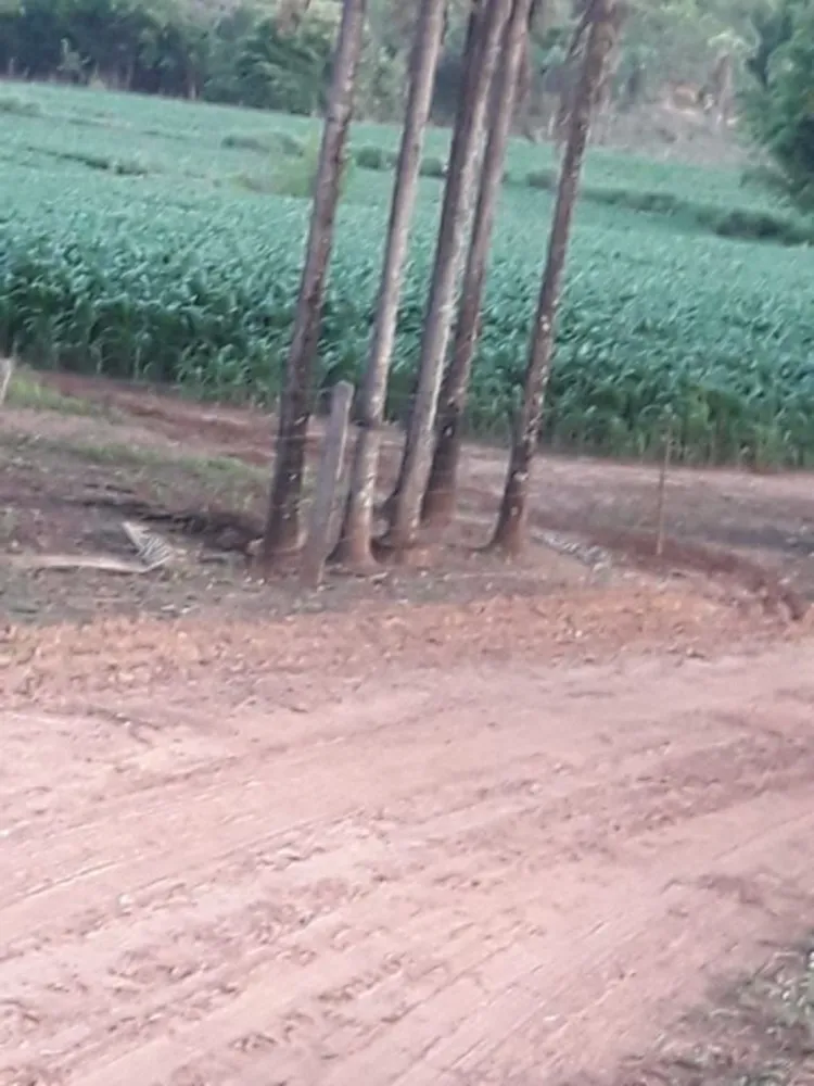 Fazenda, 114 hectares - Foto 3
