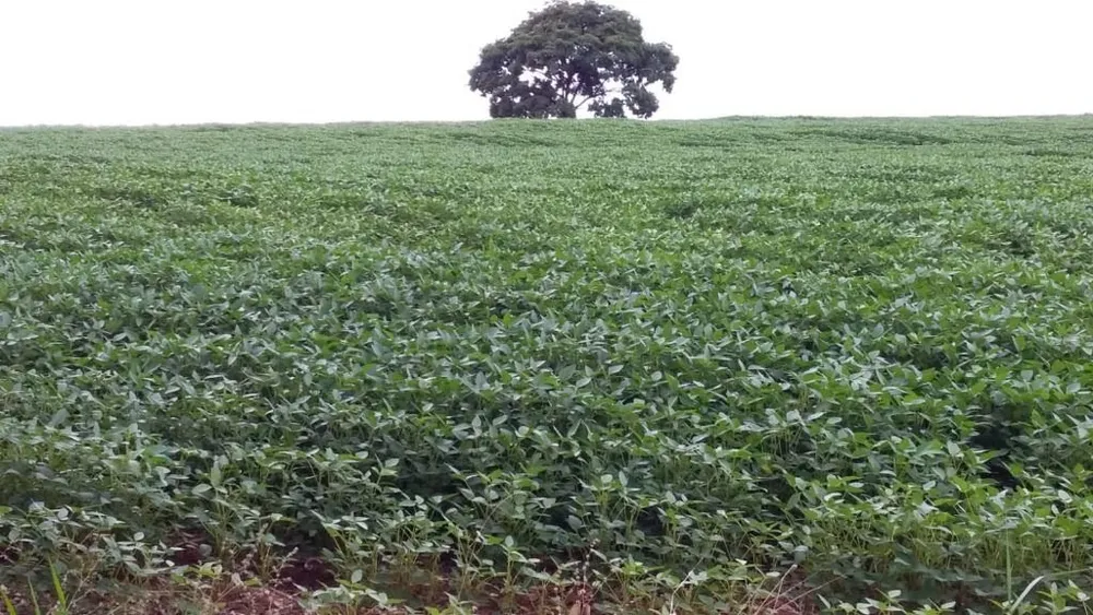 Fazenda, 501 hectares - Foto 2