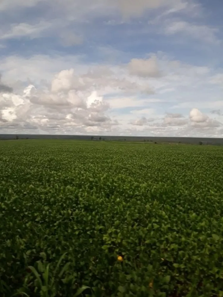 Fazenda, 4773 hectares - Foto 4