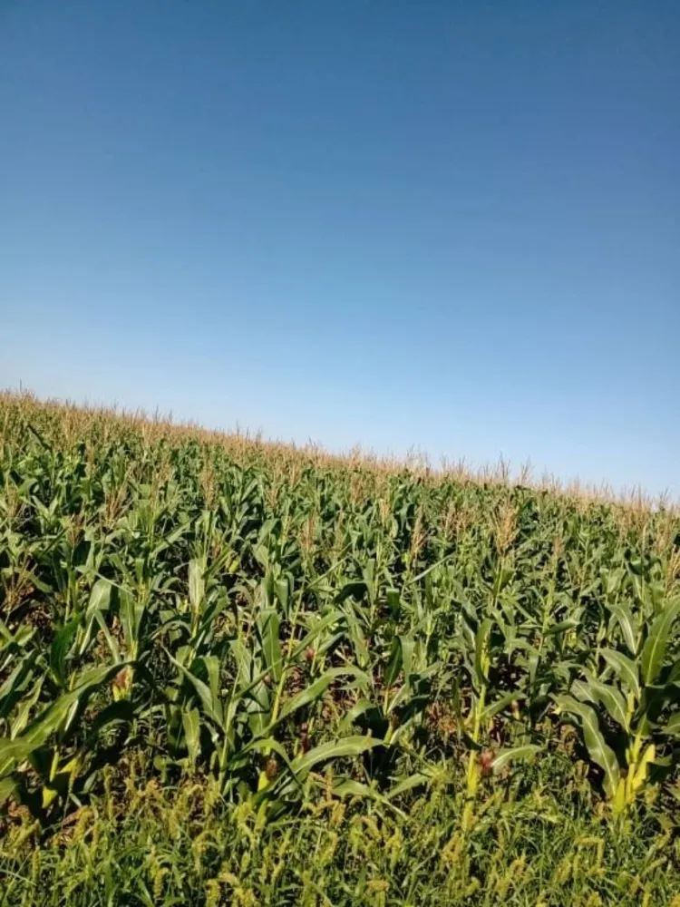Fazenda, 4773 hectares - Foto 1