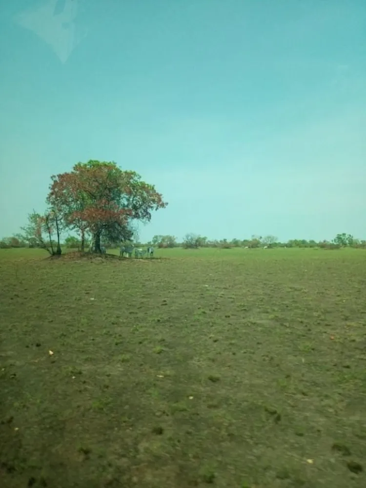 Fazenda, 7200 hectares - Foto 1