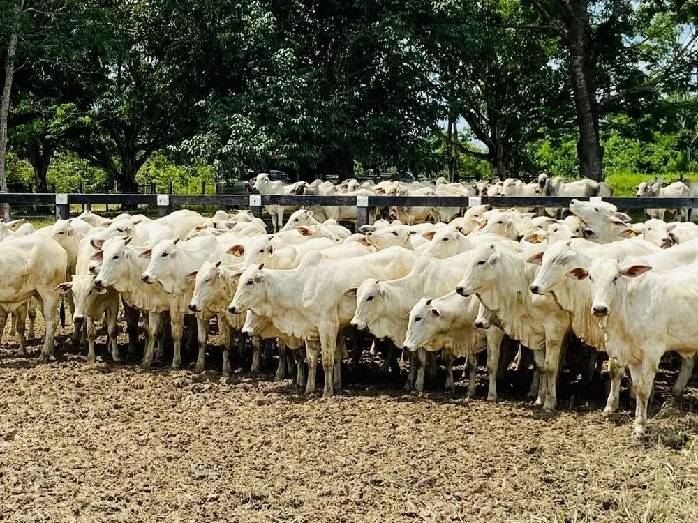 Fazenda, 6000 hectares - Foto 1