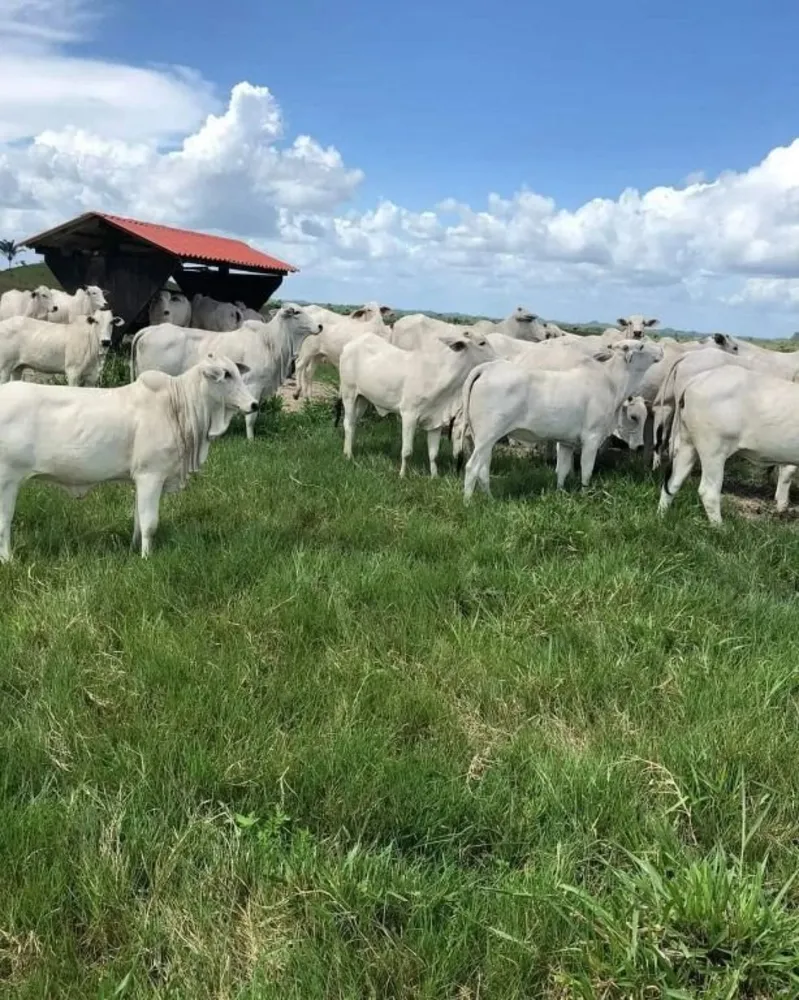 Fazenda, 6000 hectares - Foto 4