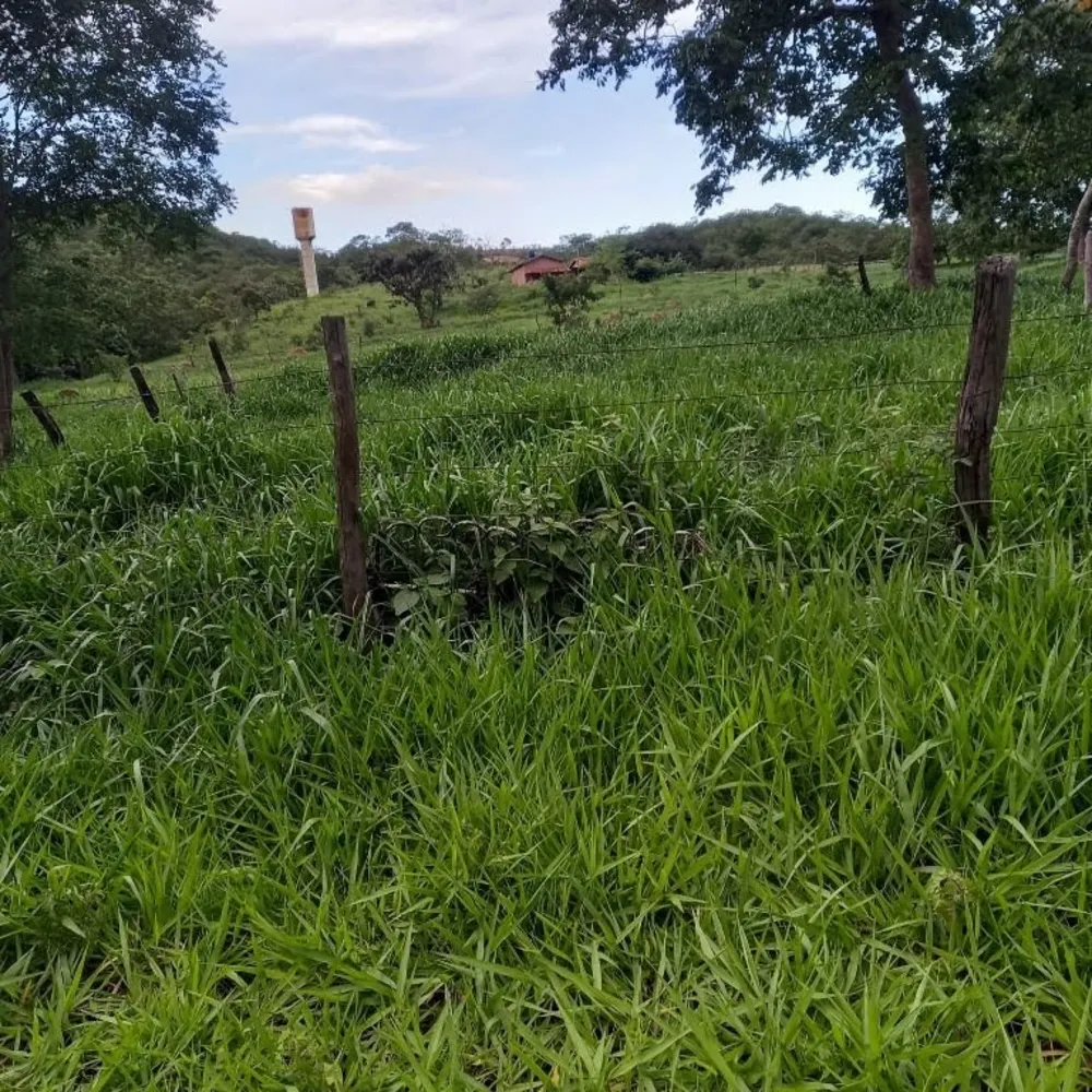 Fazenda, 155 hectares - Foto 1