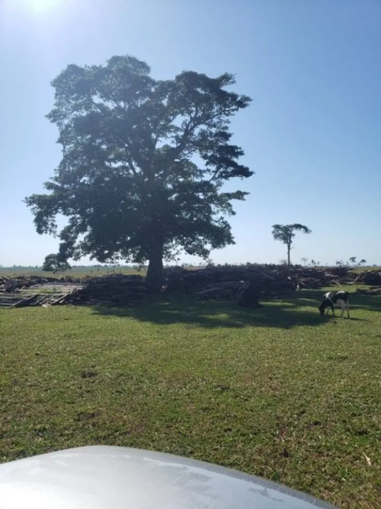Fazenda, 1077 hectares - Foto 3