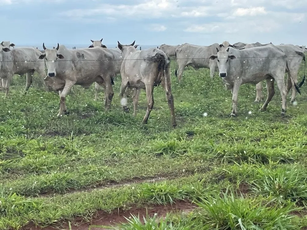 Fazenda, 2 hectares - Foto 4