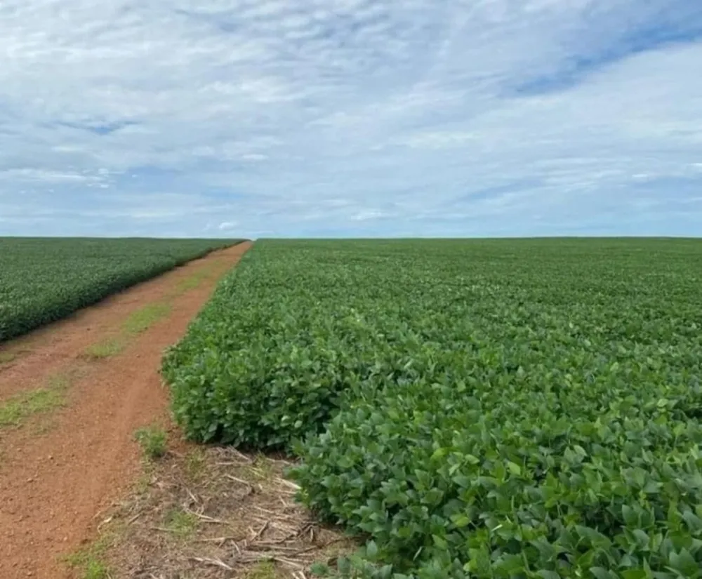 Fazenda, 6790 hectares - Foto 3