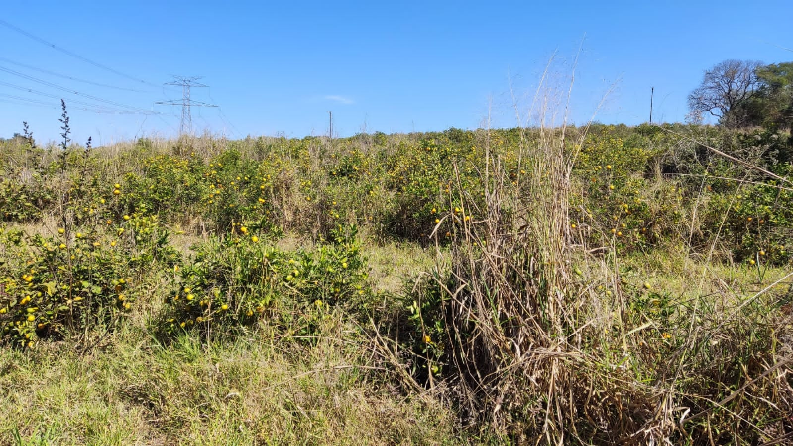 Chácara à venda com 5000 quartos, 5000m² - Foto 7